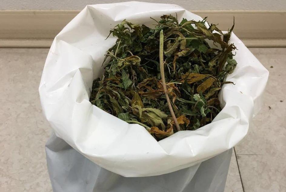 Coltiva la marijuana in casa: arrestata una trentenne  