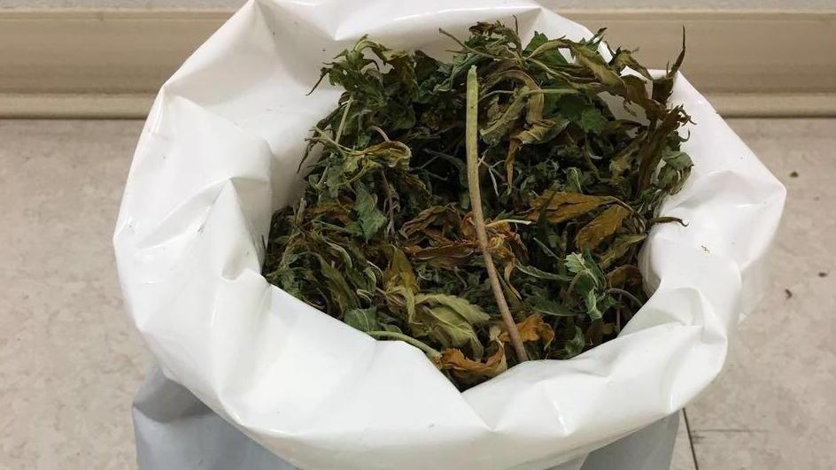 Coltiva la marijuana in casa: arrestata una trentenne