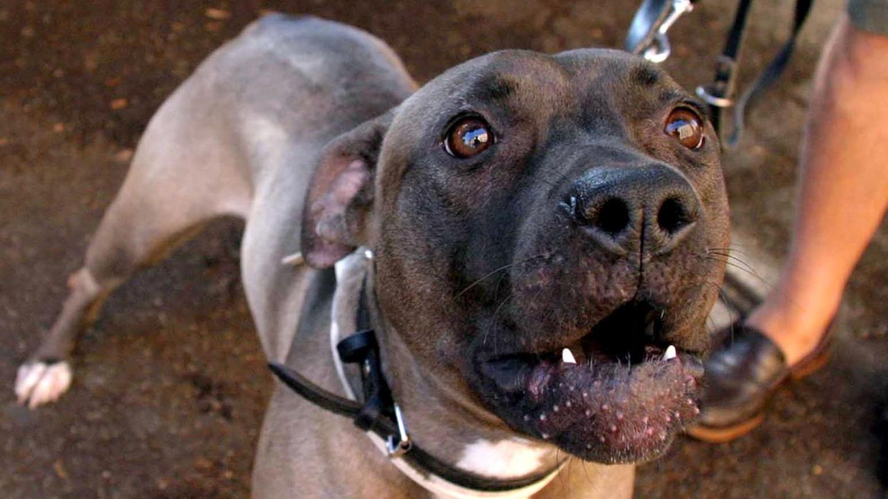 Pitbull azzanna un cagnetto al Fausto Noce