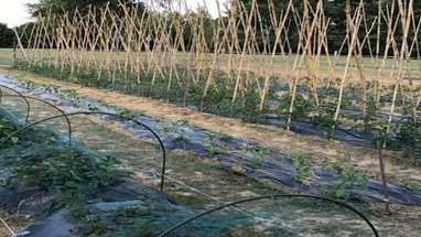 Colletta per ricomprare le piante rubate agli studenti