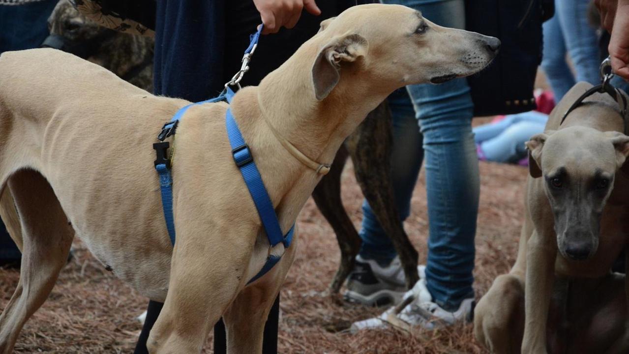 Ollastra, seconda edizione dell’Expo canina amatoriale