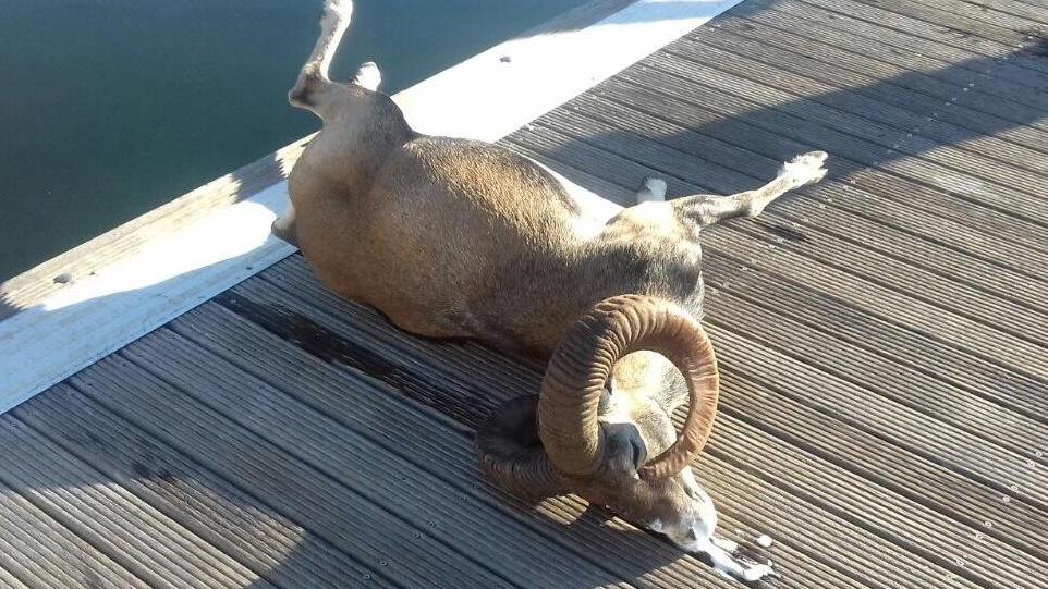 Muflone muore annegato al porto