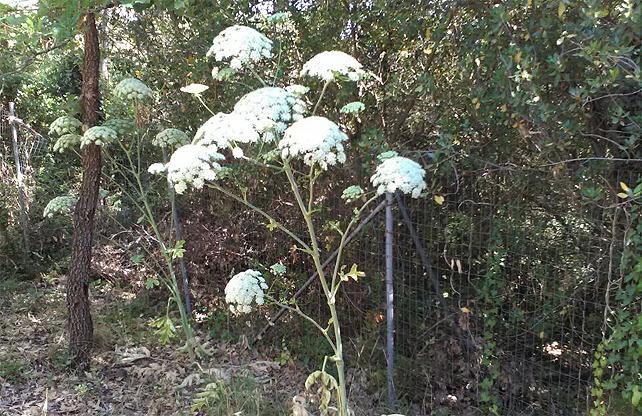 Un esemplare di pànace di Mantegazza fotografato a Bunnari