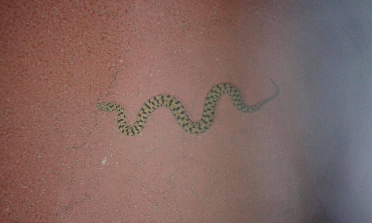La vipera fotografata sulla pista ciclabile a Schignano
