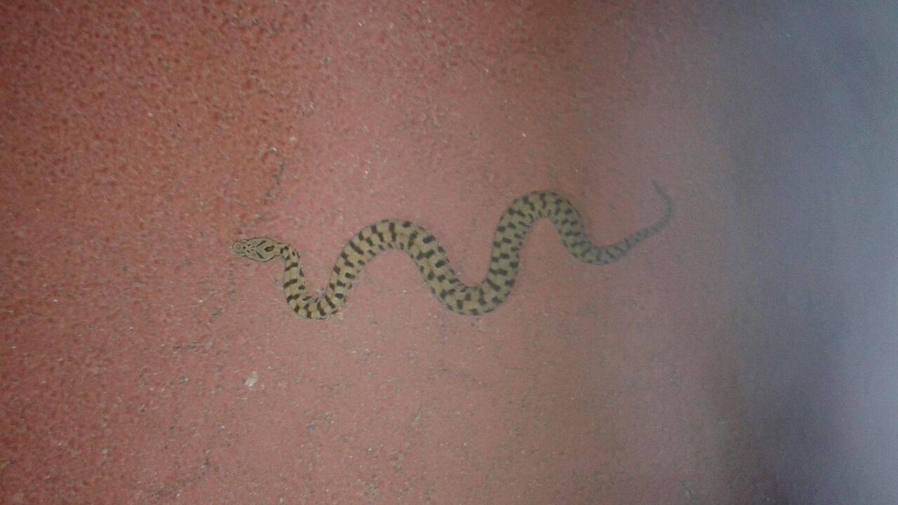 La vipera fotografata sulla pista ciclabile a Schignano
