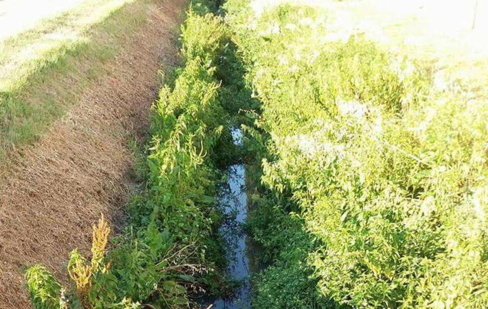 I cittadini pagano ma i fossi restano invasi dall’erba
