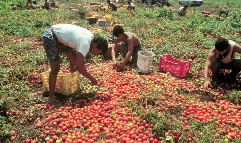 «Siccità, pomodori a rischio» 
