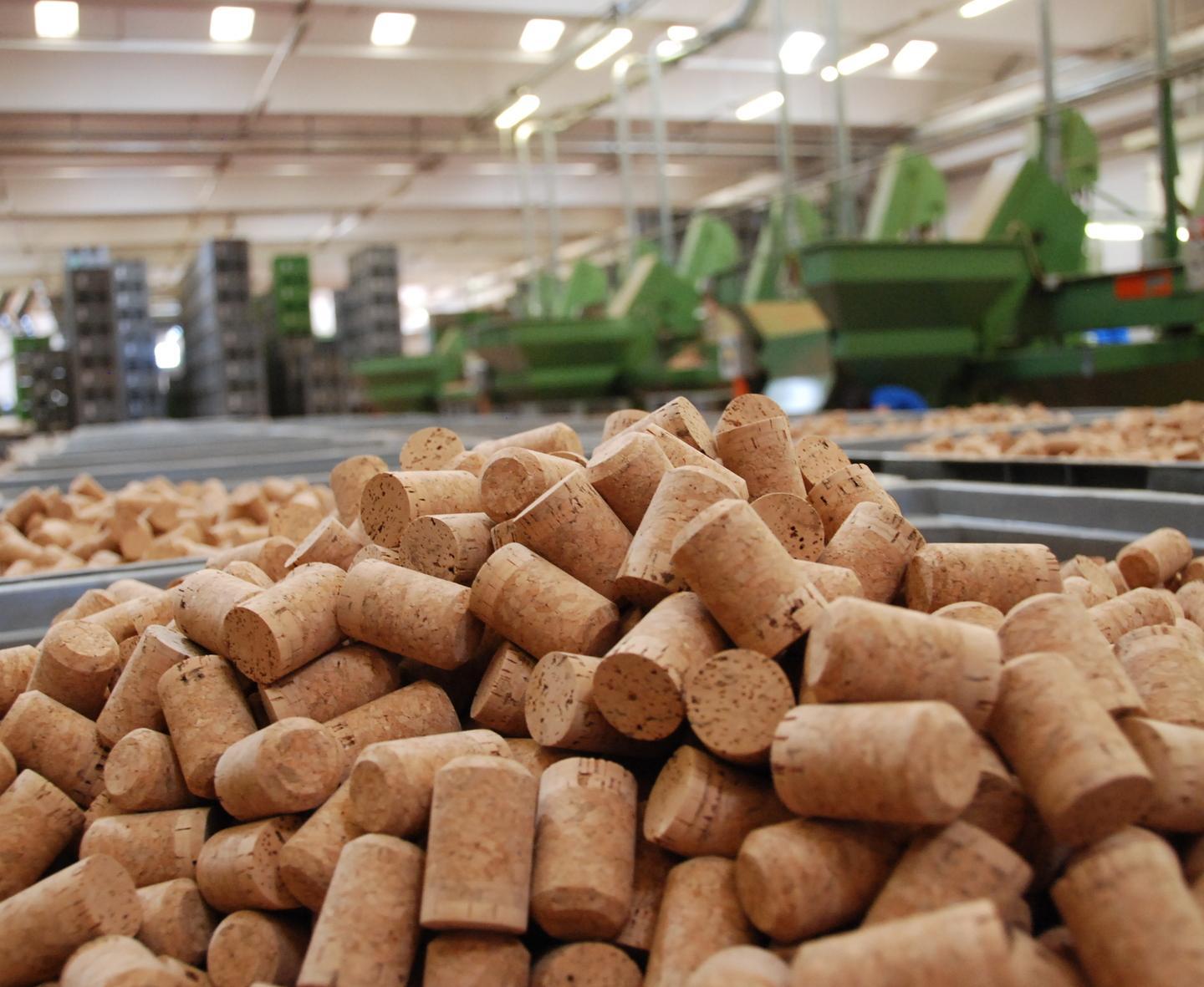 Sughero, in agonia l’oro dell’isola: a picco la produzione e il prezzo  