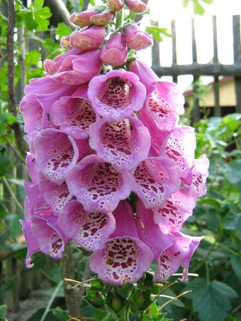 La Digitalis purpurea, una pianta molto tossica che si incontra nelle campagne sarde