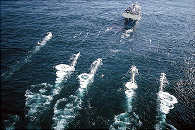 I cetacei sono al sicuro, bocciata la prospezione con l'airgun nei mari sardi