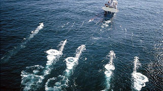I cetacei sono al sicuro, bocciata la prospezione con l'airgun nei mari sardi