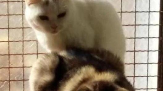 Colonie feline in città Istituiti orari per il cibo