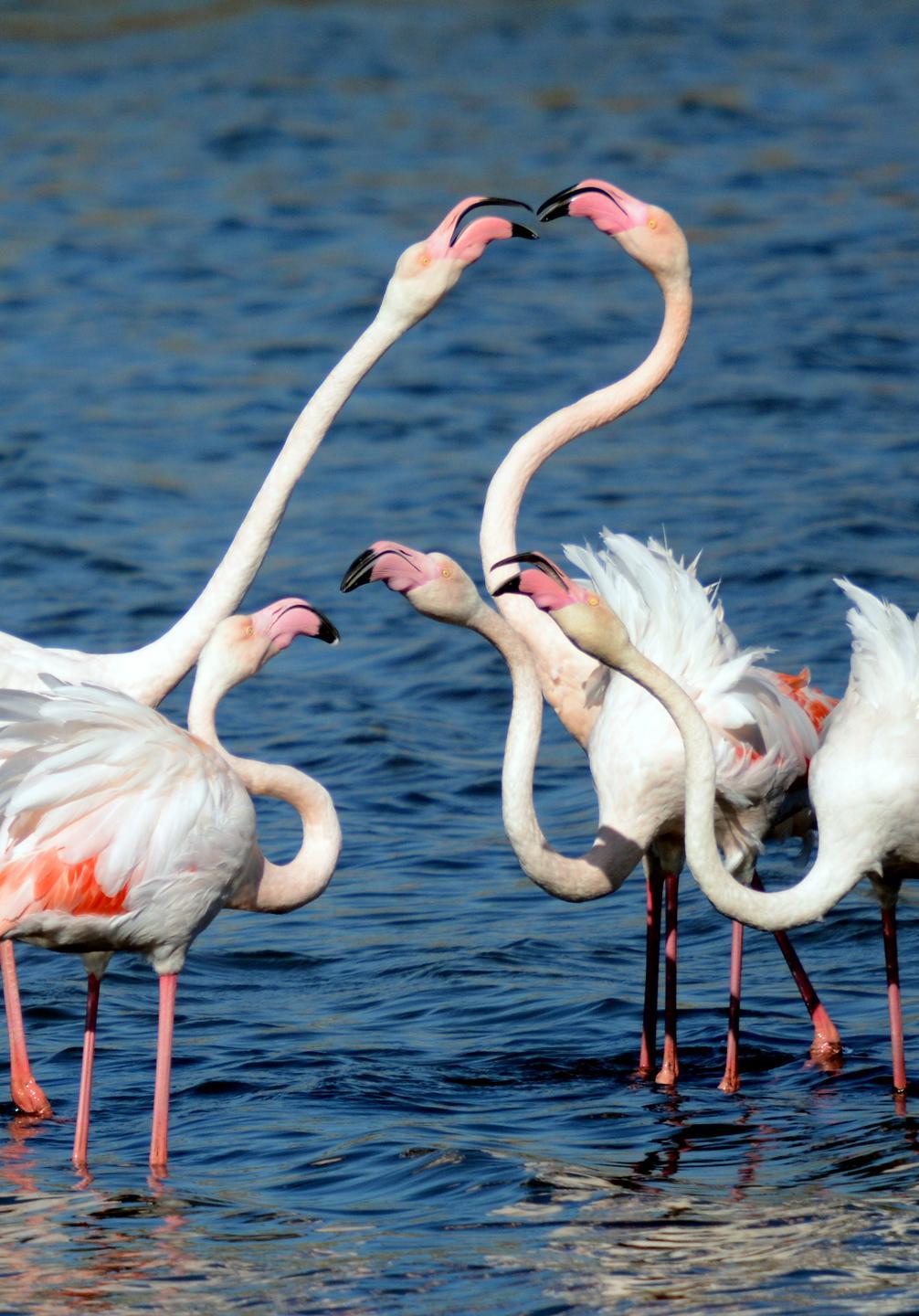 Oristano, fenicotteri nelle risaie: ricetta della Lipu per limitare i danni 