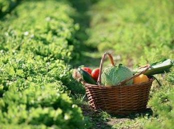 Il budget per l’agricoltura è di 311 milioni 