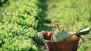 Il budget per l’agricoltura è di 311 milioni