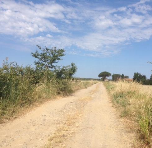 Bibbona, solo una strada per il mare 