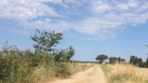 Bibbona, solo una strada per il mare