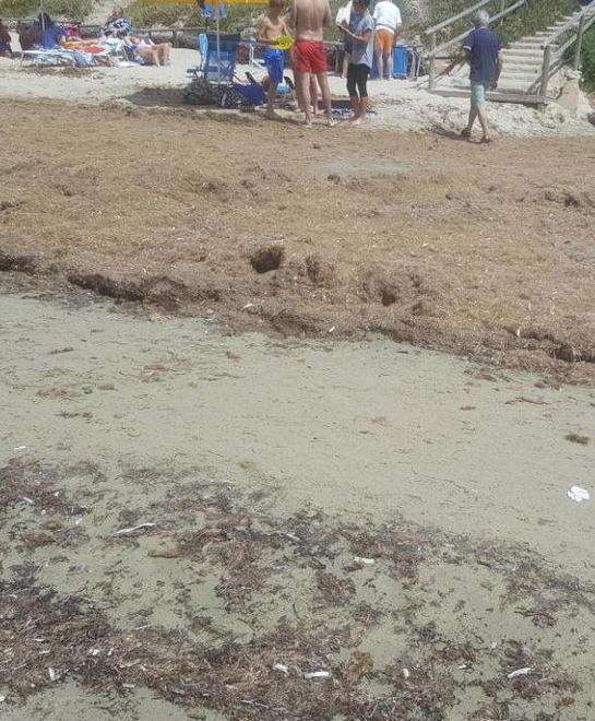 Spiaggia invasa dalle alghe: è polemica 