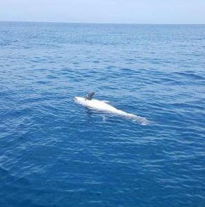Carcassa di delfino davanti a Tirrenia