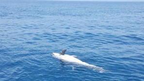Carcassa di delfino davanti a Tirrenia