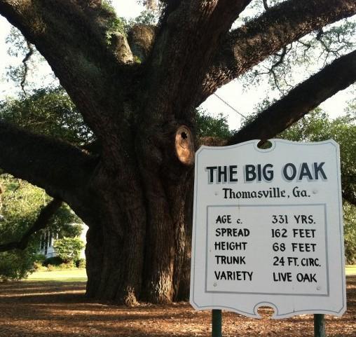 “The big oak”,  fine di un gigante 