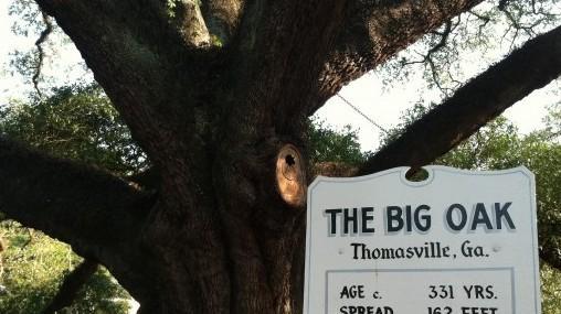 “The big oak”, fine di un gigante