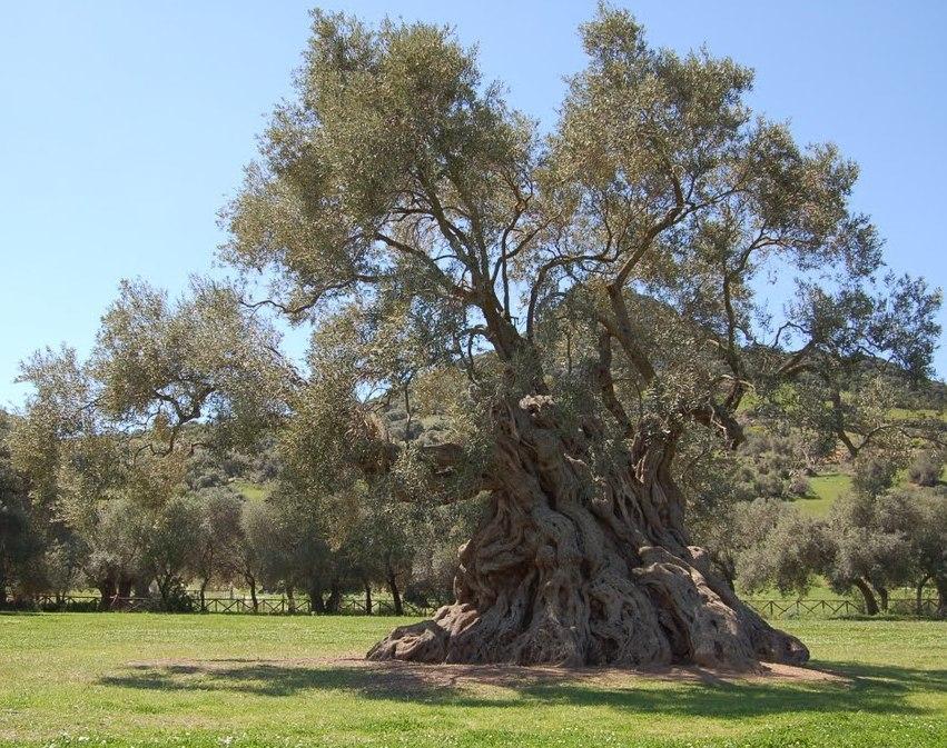 Sa Reina, tesoro verde tutelato da una famiglia