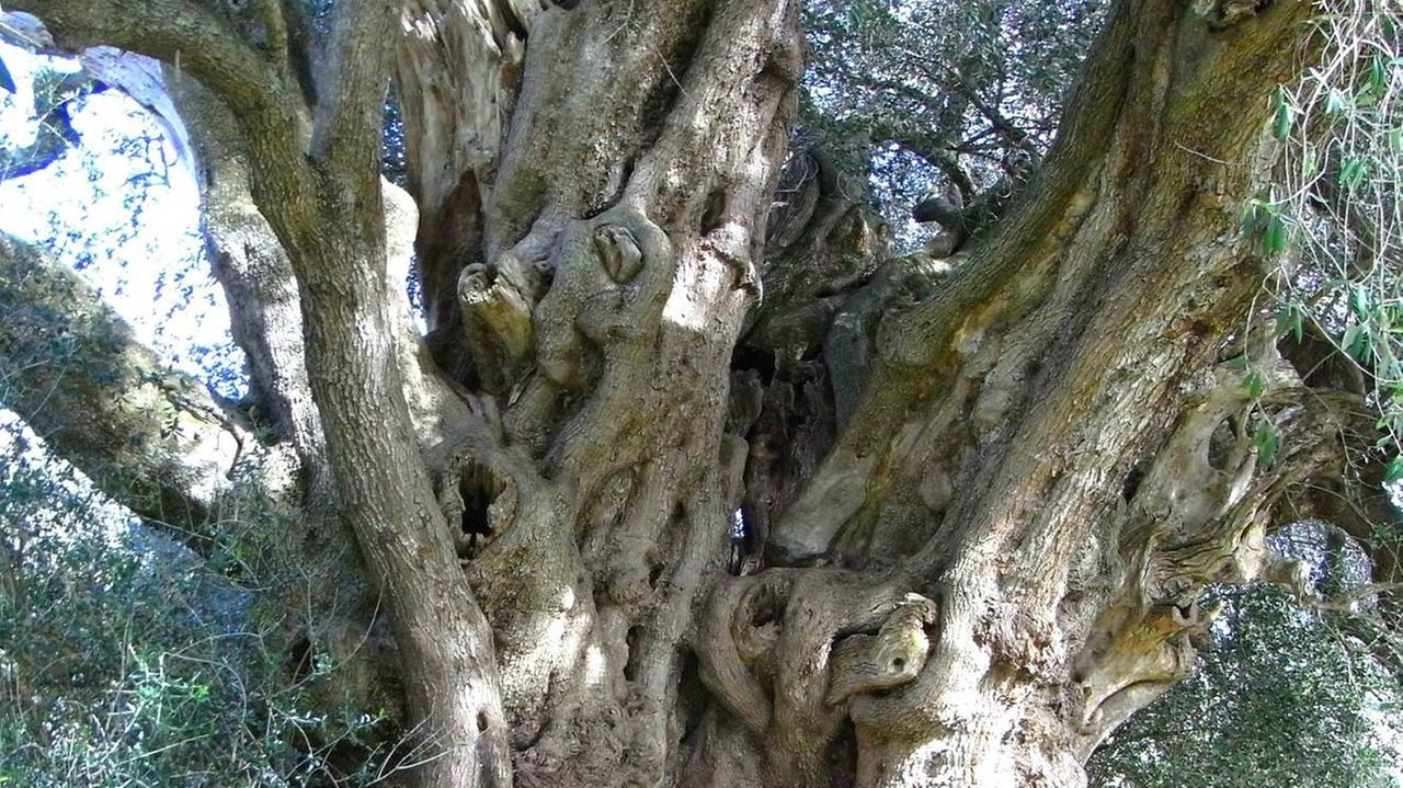Abitano in Sardegna le piante monumentali più antiche d’Italia