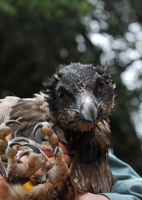 Nel 2008 il fallimento dell’operazione gipeto 