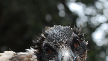 Nel 2008 il fallimento dell’operazione gipeto