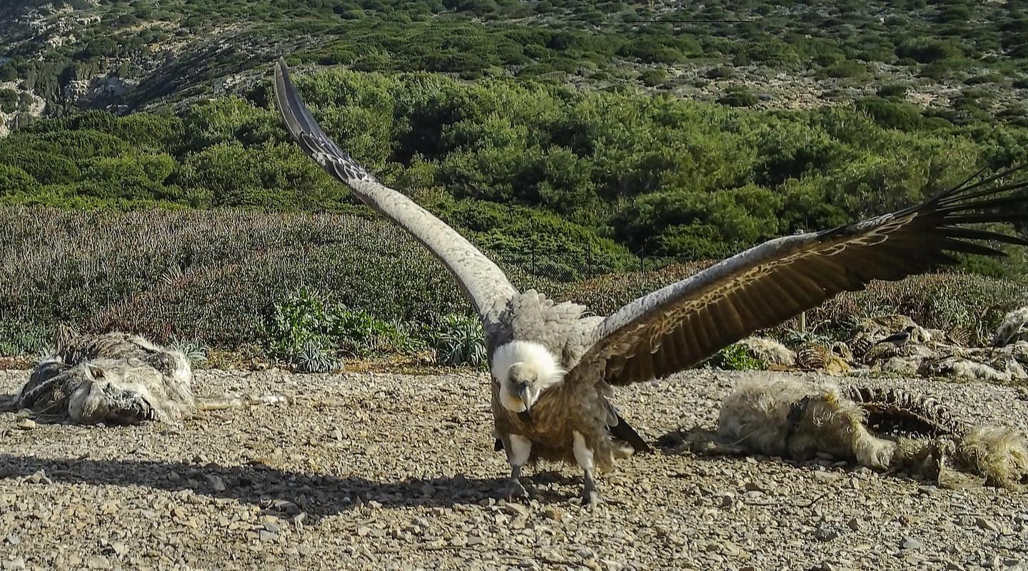 “Life Under Griffon Wings”: la nuova vita dell’avvoltoio  