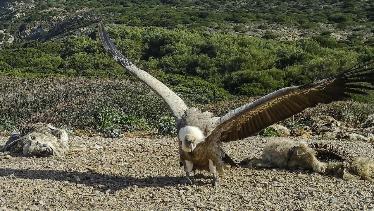 “Life Under Griffon Wings”: la nuova vita dell’avvoltoio  