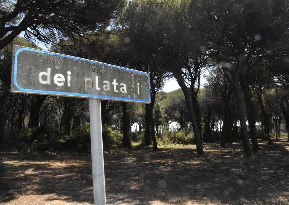 Effetto ordinanza Pineta ripulita lungo le strade 