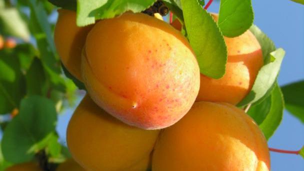 Troppe albicocche, prezzi a picco