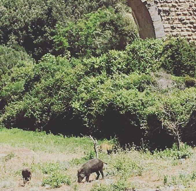 Escono dalla macchia e vanno in spiaggia, cinghiali a Calignaia