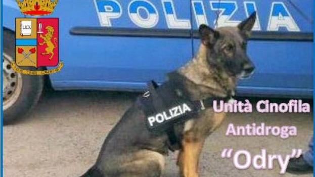 Il cane Odry del Nucleo cinofilo della polizia