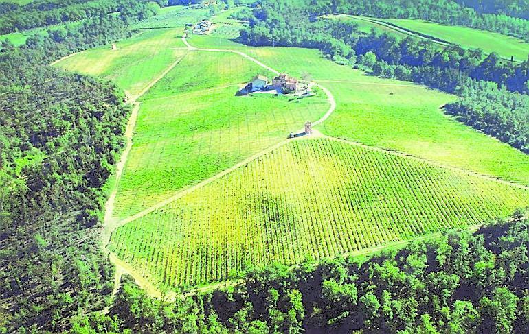 I 17 ettari di vigneti della tenuta S. Lucia alla Castellani vini