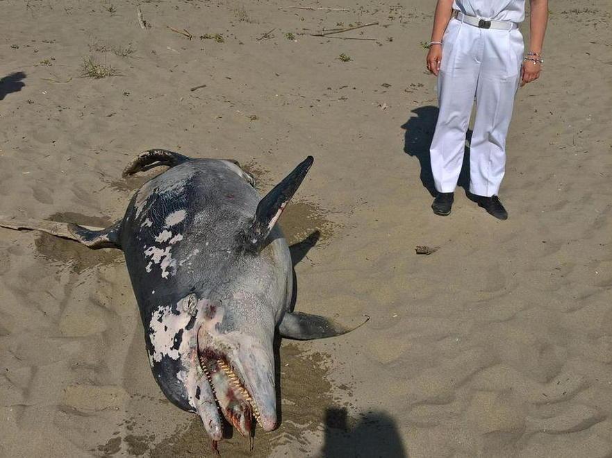 Delfino spiaggiato al bagno della Misericordia