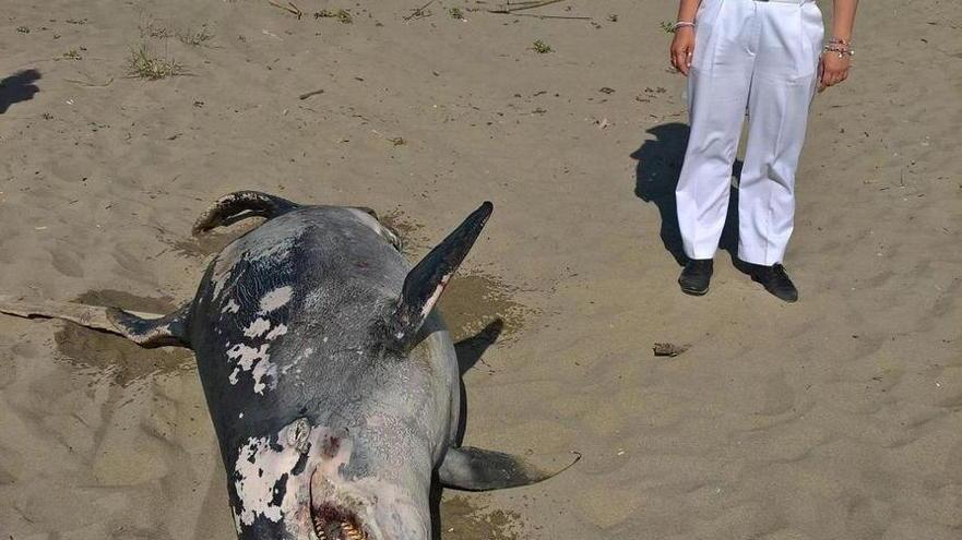 Delfino spiaggiato al bagno della Misericordia