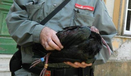 Sparò e uccise due ibis: confermata la condanna  