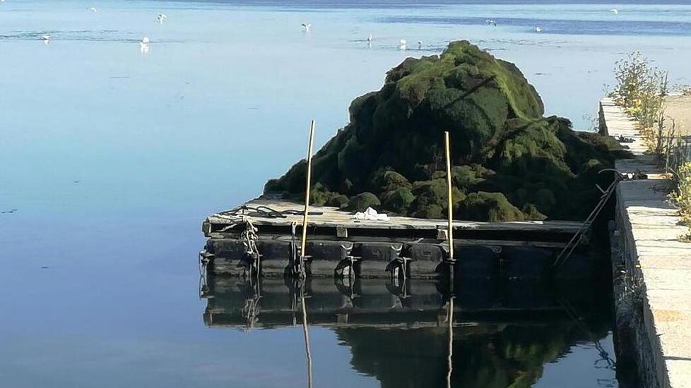 Sei tonnellate di alghe portate via ogni giorno