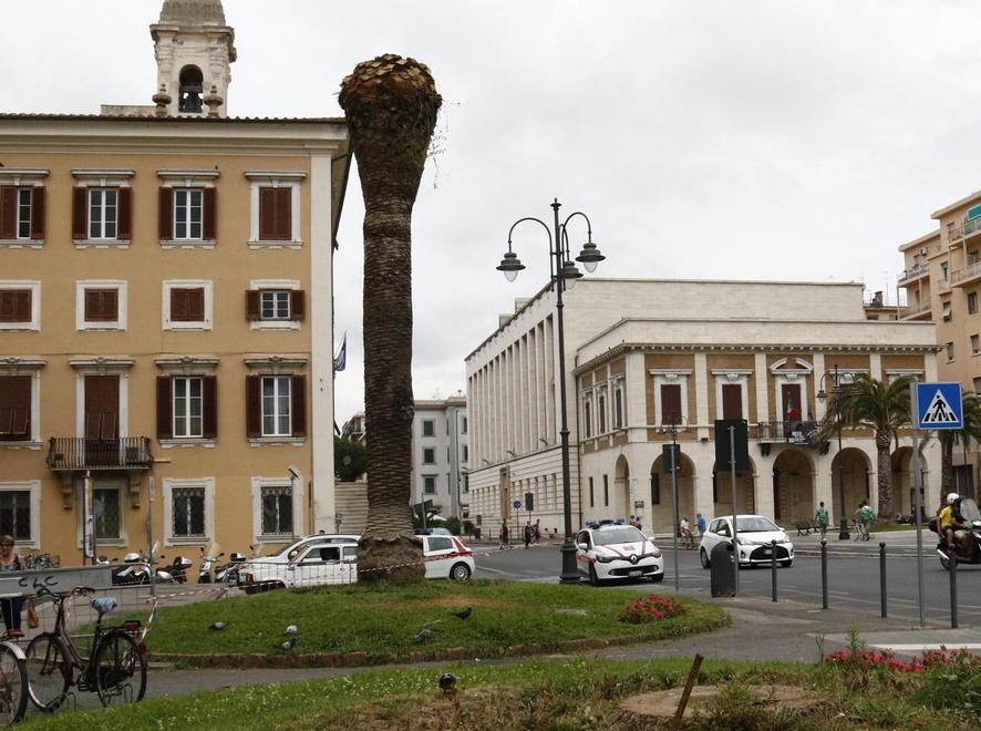 Altre 4 palme abbattute per colpa del punteruolo