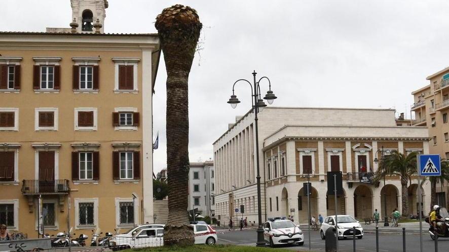 Altre 4 palme abbattute per colpa del punteruolo