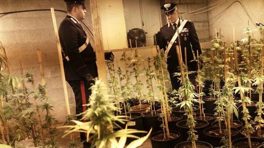 Piantagioni di droga e italiani al servizio di trafficanti stranieri