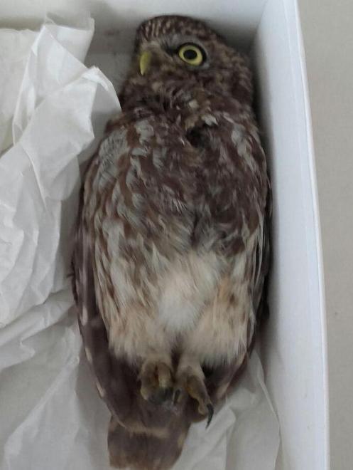 Carpi, civette e pipistrelli salvati e soccorsi dai vigili 