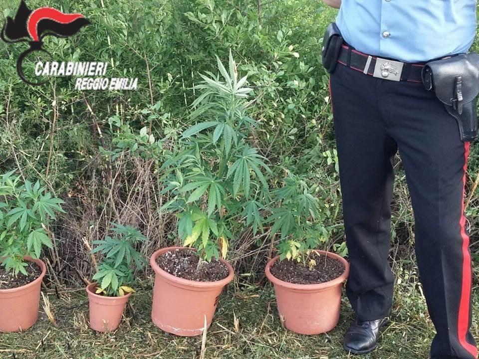 Correggio: i carabinieri trovano piante di marijuana in zona industriale
