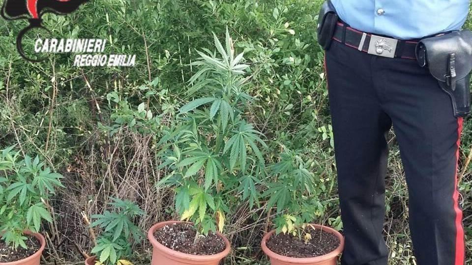 Correggio: i carabinieri trovano piante di marijuana in zona industriale