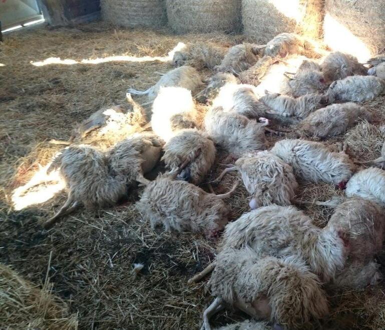 Greggi, nuovo assalto Sono sei le pecore morte 
