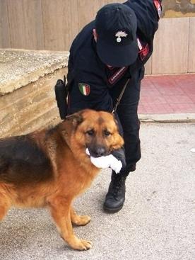 Fluorsid, Pigliaru in procura con la Spano 
