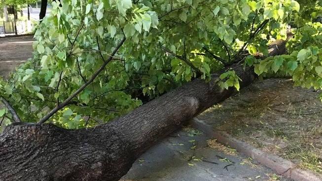 Cade albero nel parco dei frati